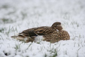 Duck in winter